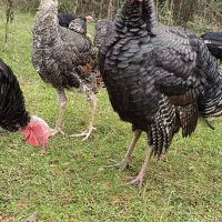 بقلمون|حیوانات مزرعه|سیاهکل, |دیوار