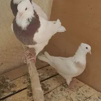 کبوتر طوقی اماده