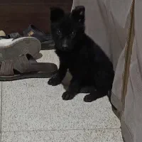 سگ ژرمن بلک