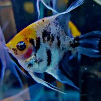 انجل کوی مارول. انجل تایگر