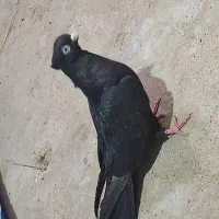 جفت زاغ آبادانی|پرنده|جیرفت, |دیوار