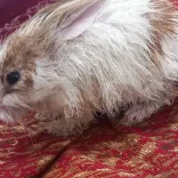 خرگوش کوچولو فوری ۲۷۰ با تخفیف