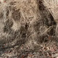 علوفه باغی بسته بندی شده|لوازم جانبی حیوانات|مینودشت, |دیوار