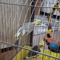 جوجه عروس هلندی ۳ماهه