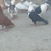 کبوتر