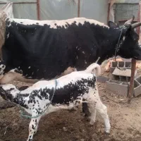 فروش گاوشیری باگوساله