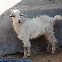 فروش سه عدد کهره|حیوانات مزرعه|بردخون, |دیوار