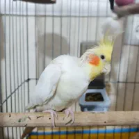 جفت عروس هلندی