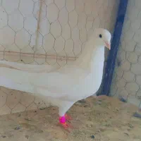 سفید کاکلی