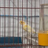 قناری نر ماده آماده|پرنده|پارسآباد, |دیوار