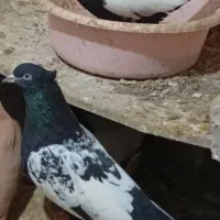 سینه طوقی|پرنده|سلیمان, |دیوار