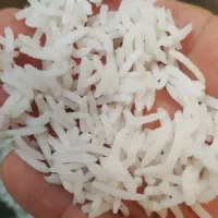برنج کشت دوم امرالهی بهترین ایرانی(کالابرگ و چکی)