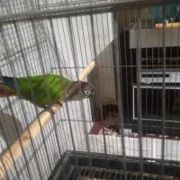 گرینچیک نر رام سخنگو با قفس بزرگ