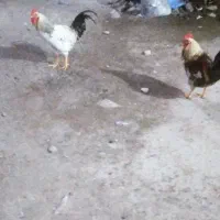 خروس محلی جوان|حیوانات مزرعه|ماسال, |دیوار