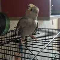 ۲ عروس هلندی نر وماده