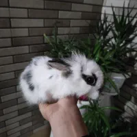 بچه خرگوش نژاد جرسی