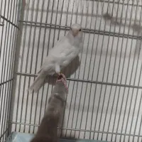 فروش فوری یک جفت قناری آماده،نروماده|پرنده|تهران, تهرانسر شمالی|دیوار