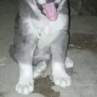واگذاری توله سگ