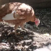 بوقلمون ماده بوربون کرچ شده