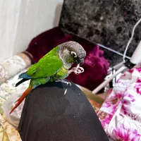 گرینجیک دستی