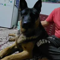 سگ ژرمن نر