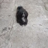 شیتزو باتربیت