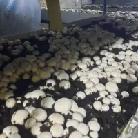 اجاره قارچ سالن قارچ پرورش قارچ