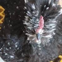 مرغ گلین لری پنگوینی