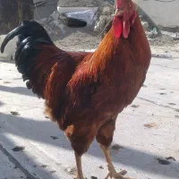 خروس محلی دورگه|حیوانات مزرعه|بهارستان, |دیوار