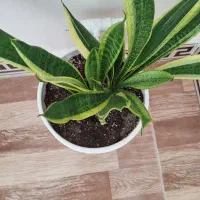 گل آپارتمانی|گل و گیاه طبیعی|کرج, اصفهانیها|دیوار