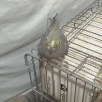 عروس هلندی ماده|پرنده|بهار, |دیوار