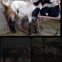 مدت دار گچی آلیرام