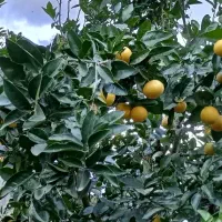 خدمات باغبانی|خدمات باغبانی و درختکاری|فومن, |دیوار