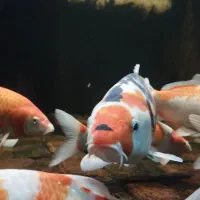 فروشگاه تخصصی ماهی کوی