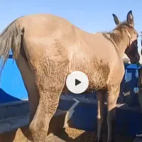 قاطر ماچه ۶ ساله