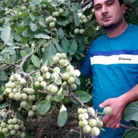 نهالستان پسته و میوه های پربار پالیز.