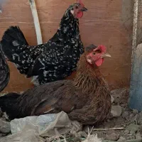 مرغ عربی تخم گذار