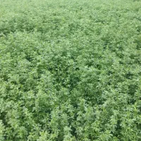 یونجه چین دوم
