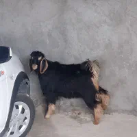 بزغاله|حیوانات مزرعه|گوآور, |دیوار