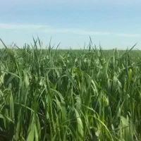 علوفه دام گوسفند