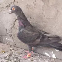 پرنده|پرنده|شیراز, آزادگان|دیوار