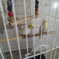 عروس هلندی فوق مولد فروش یا معاوضه باسهره|پرنده|شیراز, کرونی(خاتونک)|دیوار