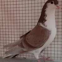 شهری شیرازی