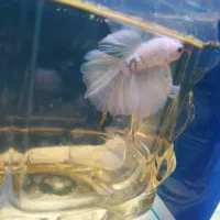 فروش فایترهافمون