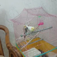 ۱‌جفت‌عروس‌هلندی‌با‌قفس