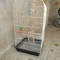 قفس پرنده با تاب نردبان چوب جای دان اب