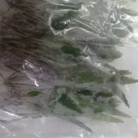 برگ کاتاپا جادویی|گل و گیاه طبیعی|شیراز, وصال|دیوار