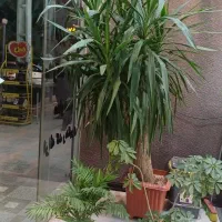 درختچه زیبا در گچساران