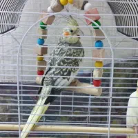 عروس|پرنده|رباط‌کریم, رباط‌کریم|دیوار