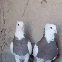 باسلام کبوتر طوقی نر ماده|پرنده|جزنیک, |دیوار